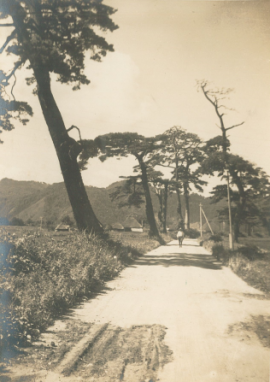 (写真)「雫石街道」松並木