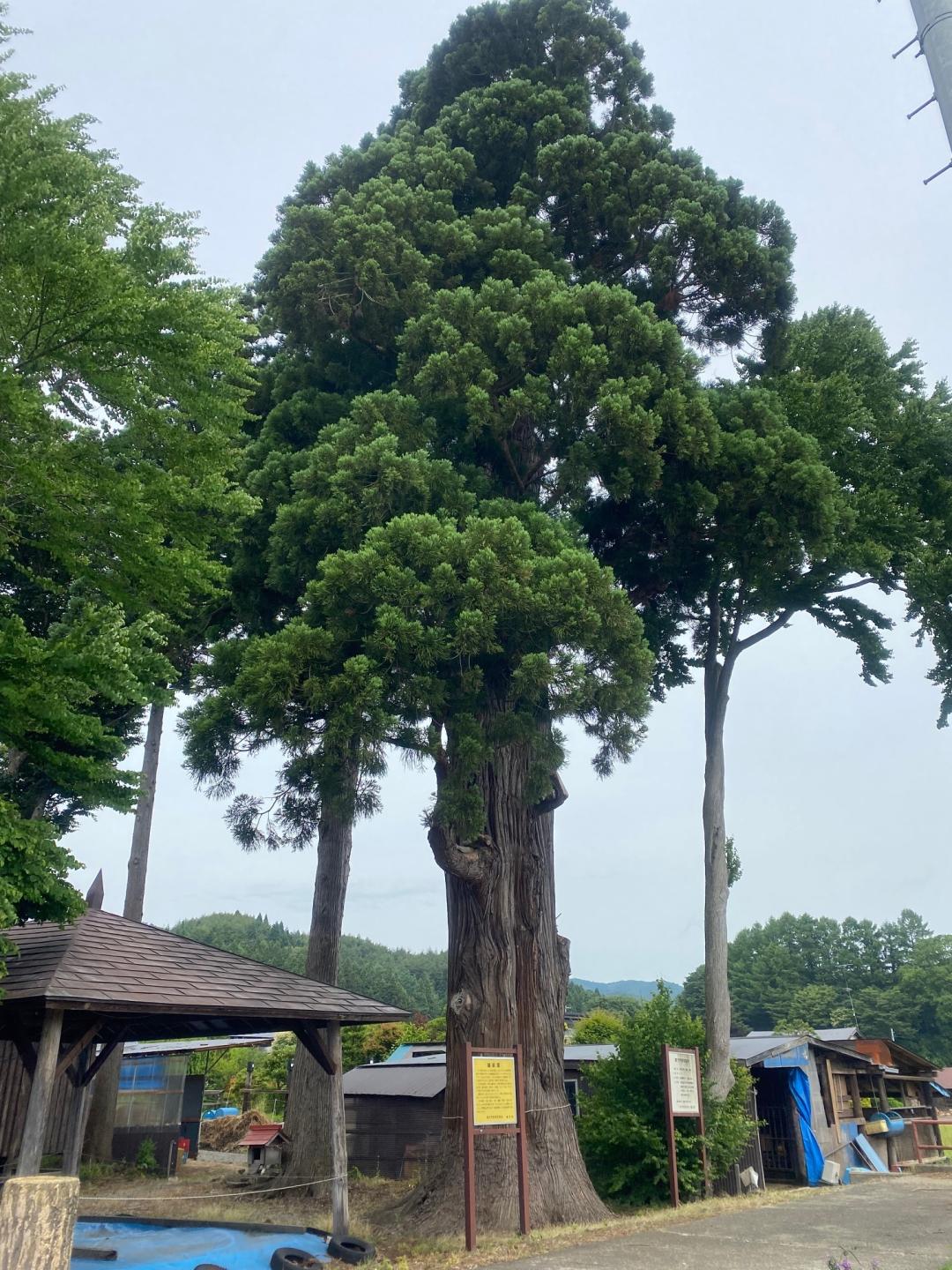 田村神社のスギ