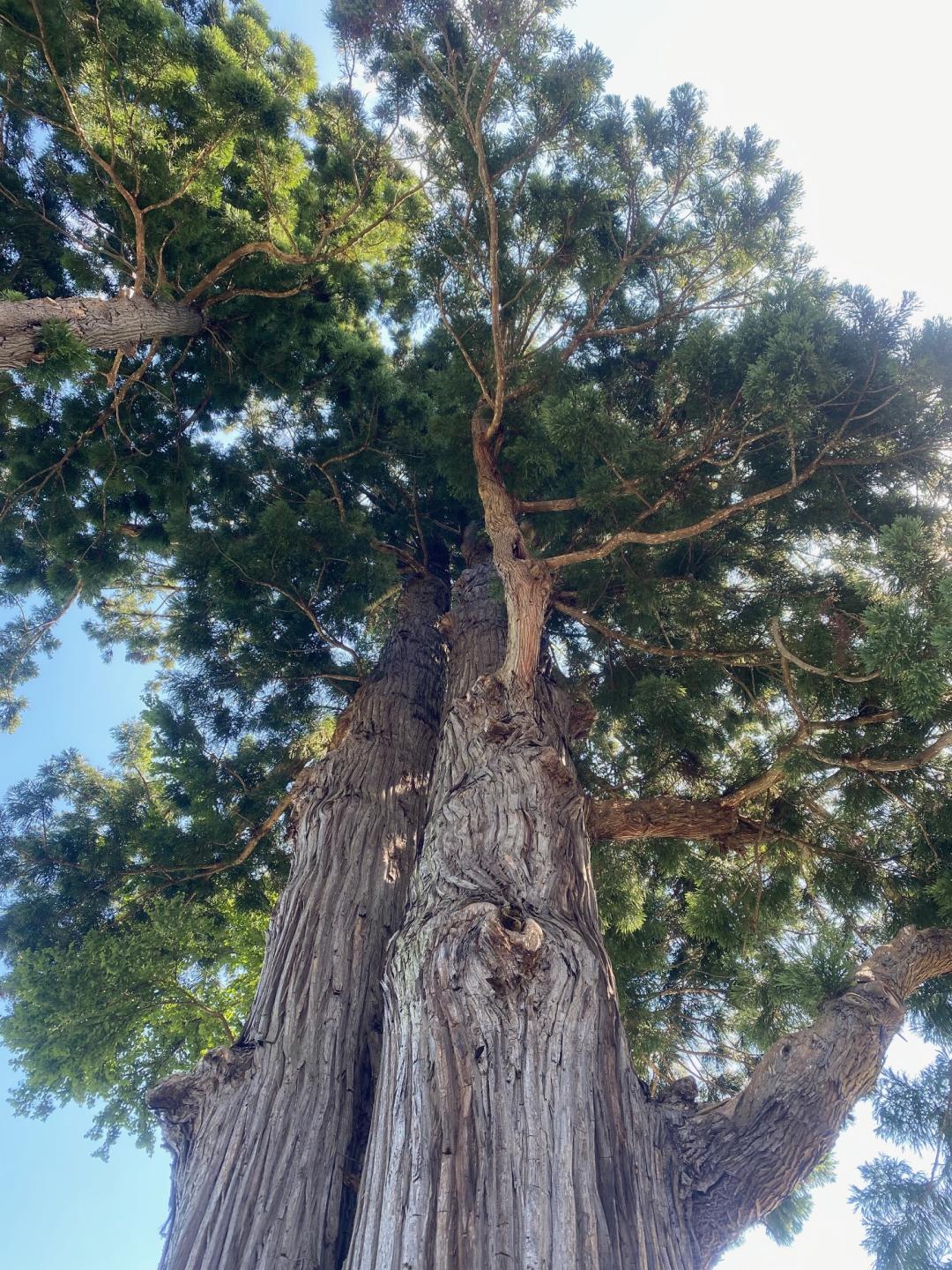 田村神社のスギ