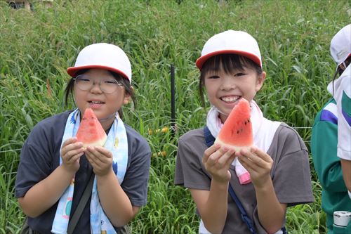 定植したスイカを収穫～滝沢小5年生が農業学習のカバー写真