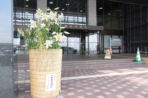 市の花ヤマユリ開花～市役所玄関に甘い香りのカバー写真