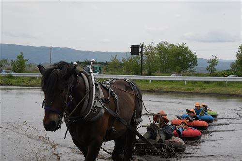 農耕馬の新たな活用を～馬コでアクティビティ体験のカバー写真