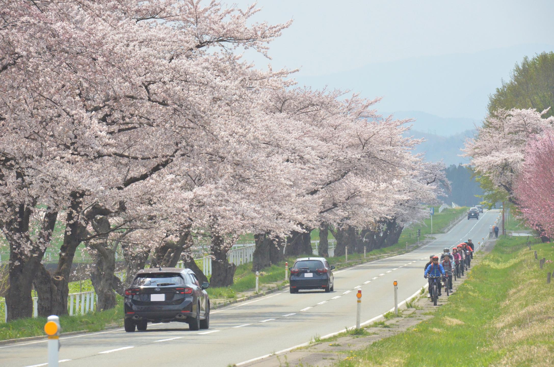 小岩井農場前の桜並木は満開