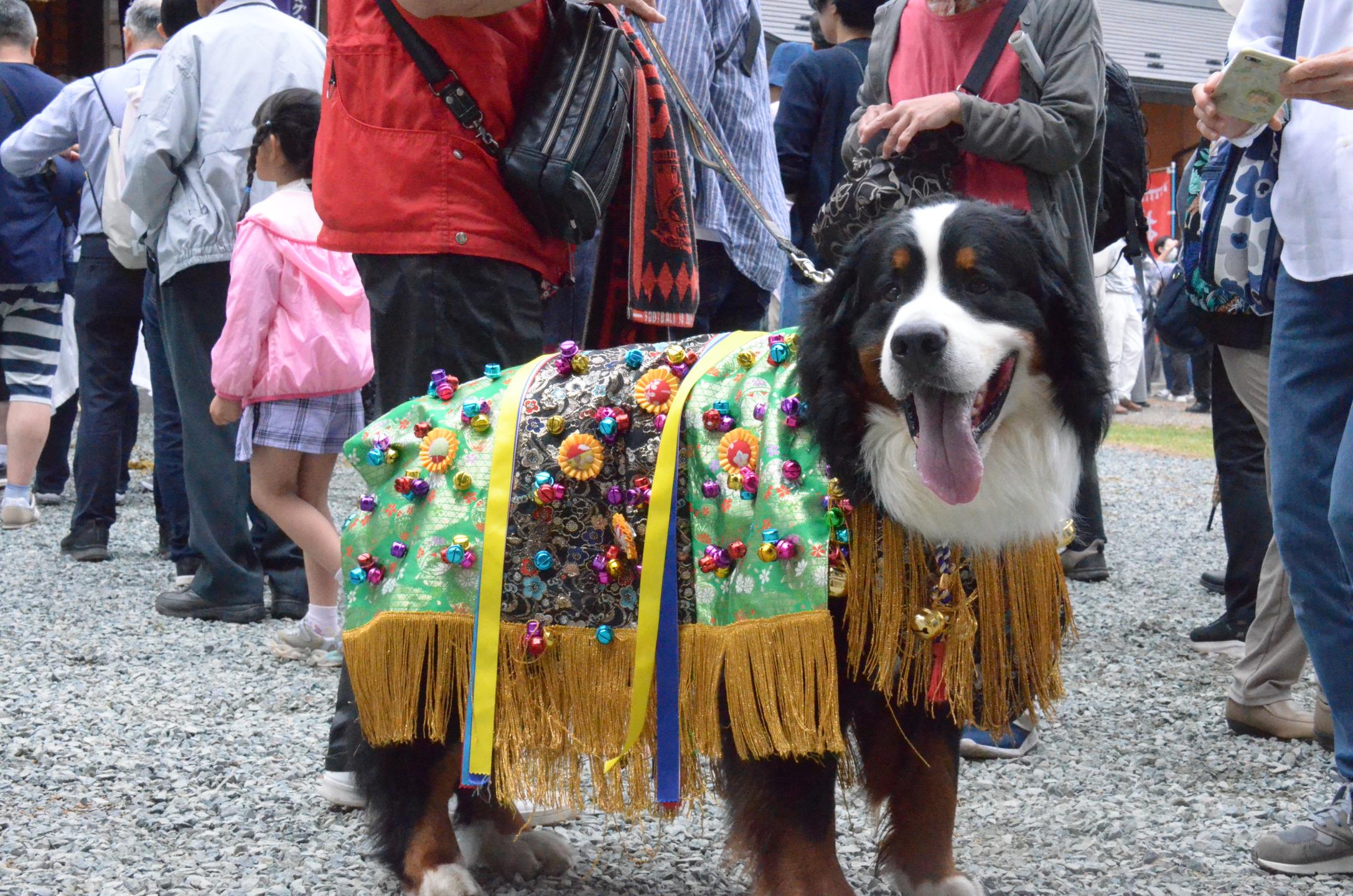 チャグチャグ馬コ装束と似た装束をまとった犬