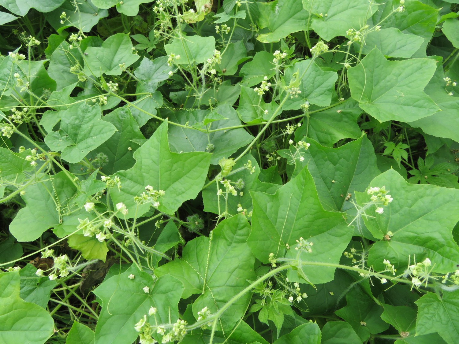 アレチウリの写真