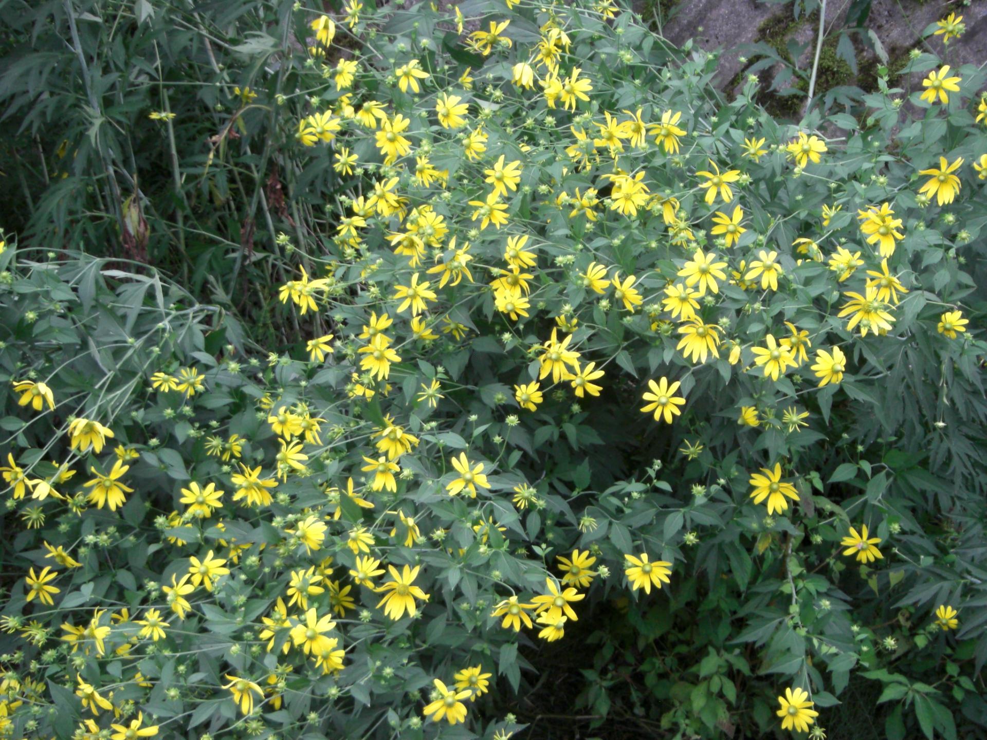 オオハンゴンソウの写真