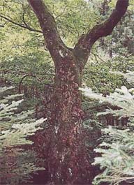 (写真)山神神社のベニイタヤ