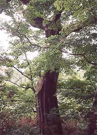 (写真)山神神社のクリ