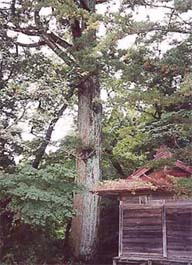 (写真)山神神社のスギ