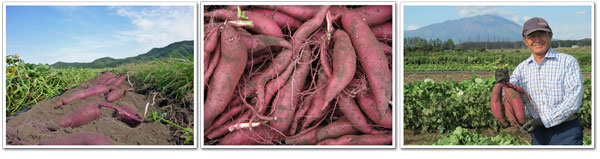 クイックスイート