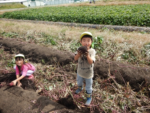 サツマイモを収穫する園児1