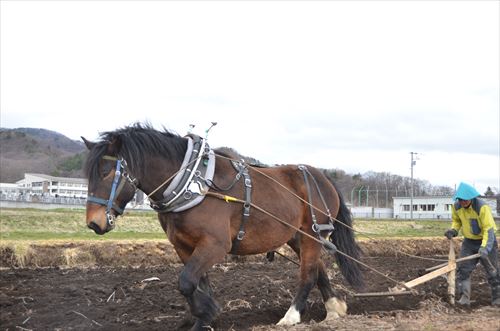 馬耕の様子1