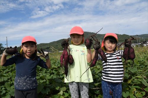 サツマイモ収穫体験会の様子1