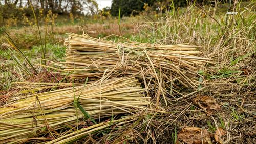 わら巻き作業協力イベントの様子