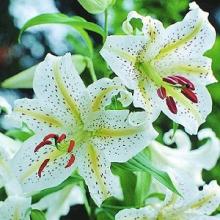 ヤマユリの写真