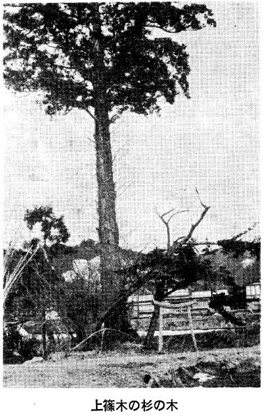 上篠木の杉の木