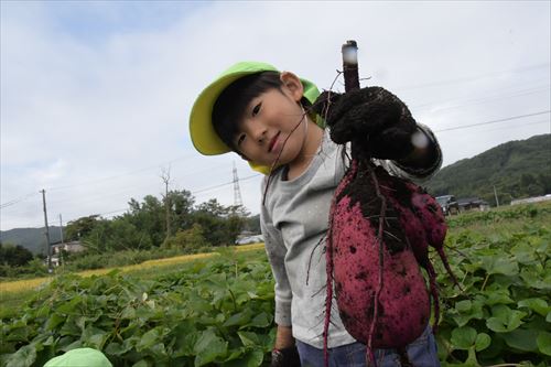 園児らが収穫体験～大きく実ったサツマイモのカバー写真
