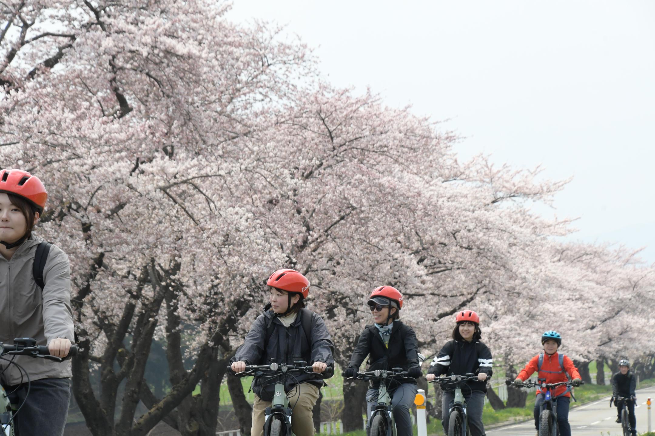 小岩井農場前の桜並木を走行する参加者たち