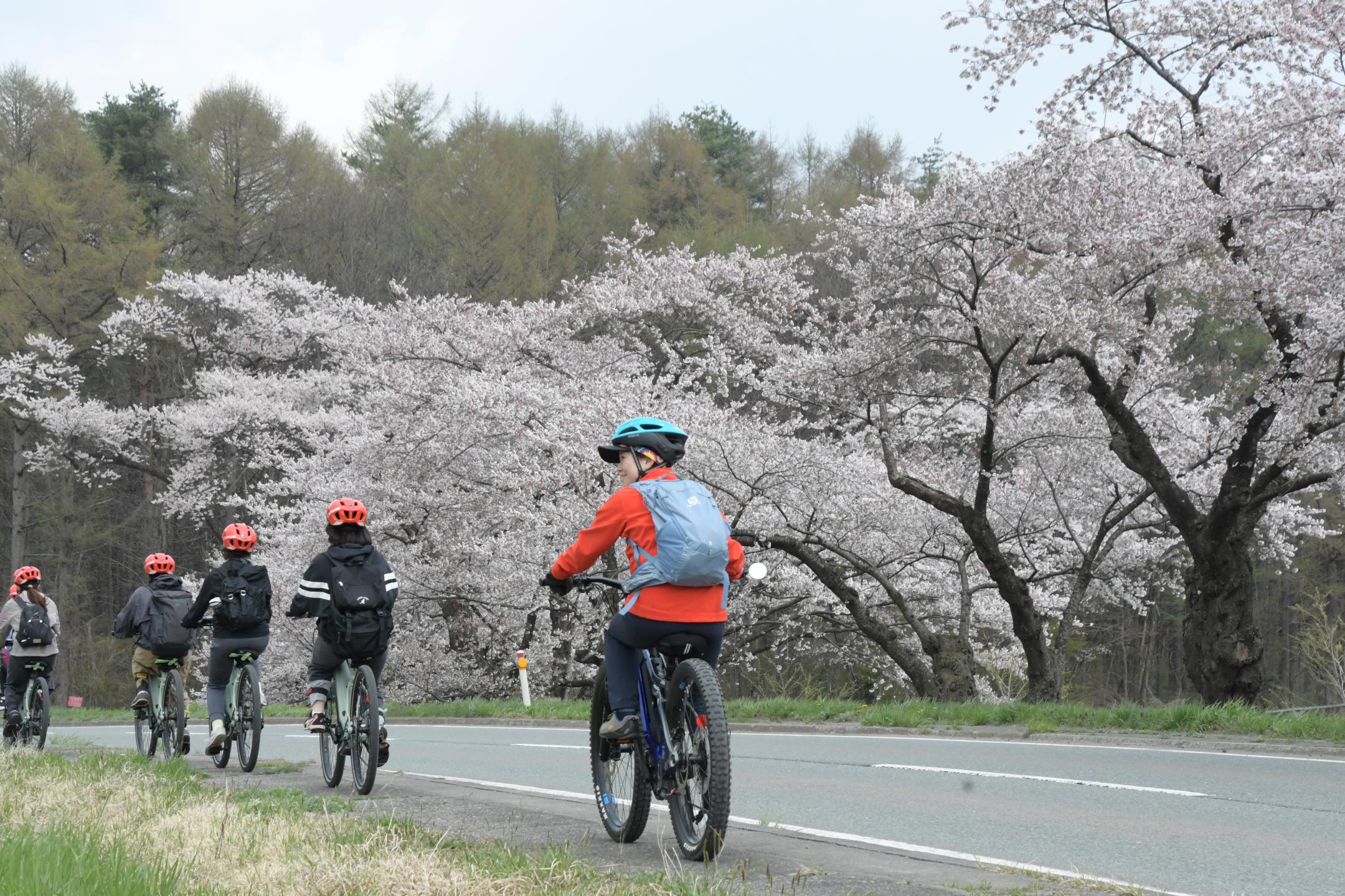 小岩井農場前の桜並木を走行する参加者たち④