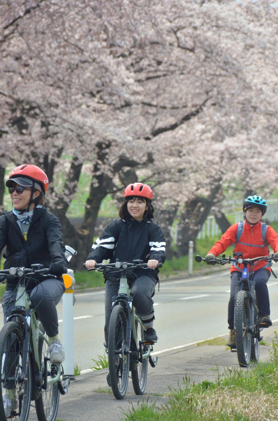 小岩井農場前の桜並木を走行する参加者たち②