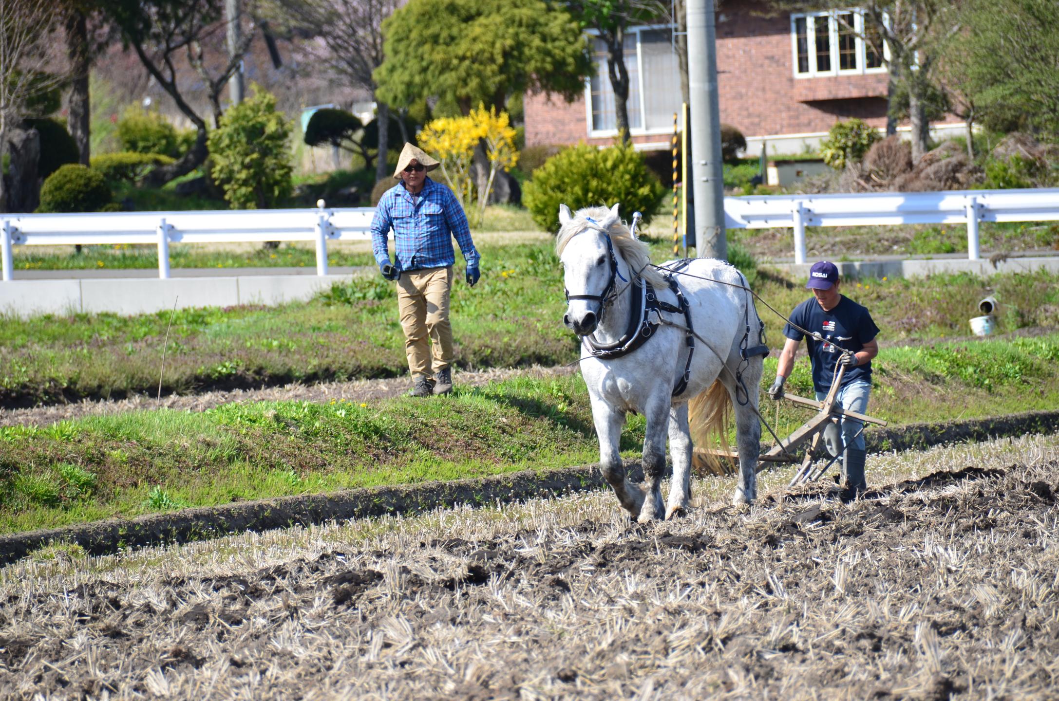 馬耕をする鈴木さん