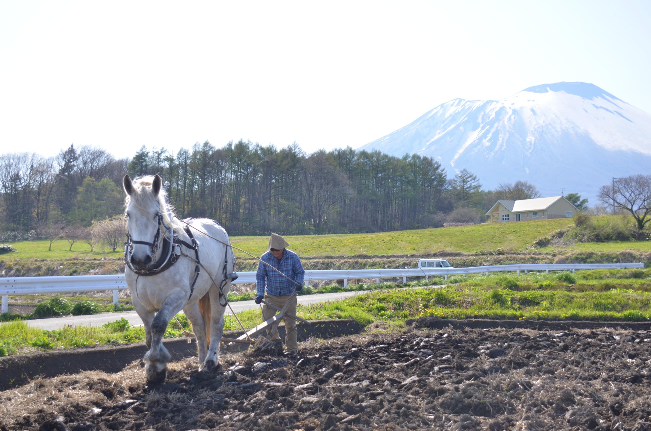 馬耕作業と岩手山