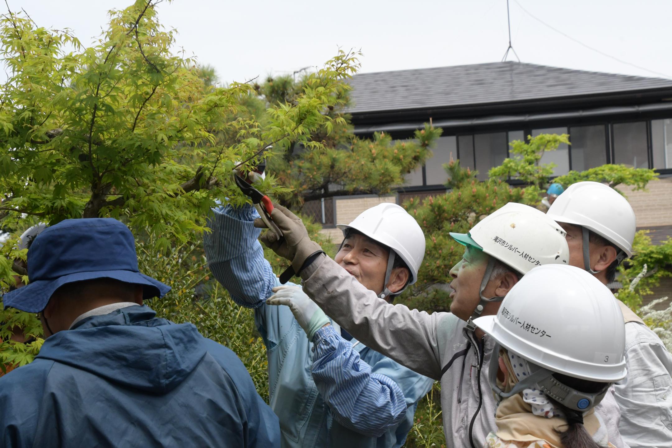 アドバイスを受け剪定する参加者
