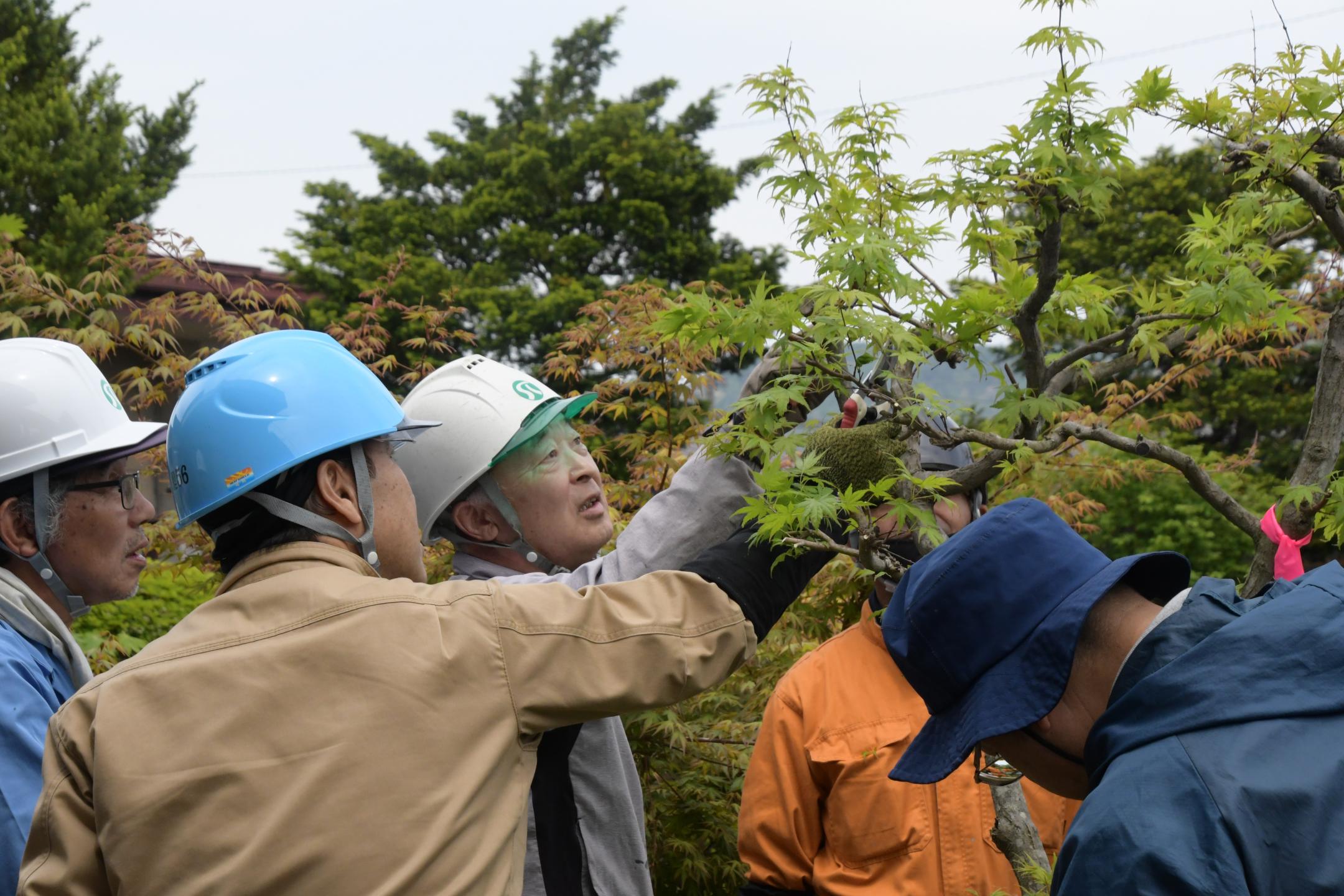 アドバイスを受け剪定する参加者