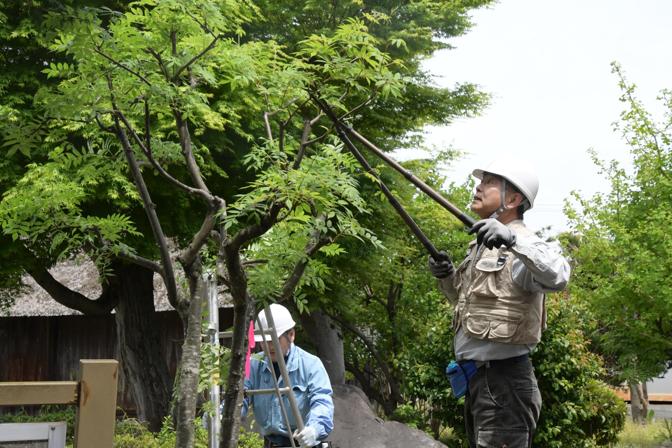 もみじの木を剪定する参加者