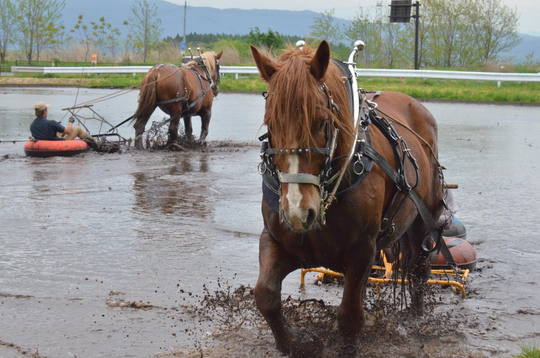 泥チューブを引く馬たち