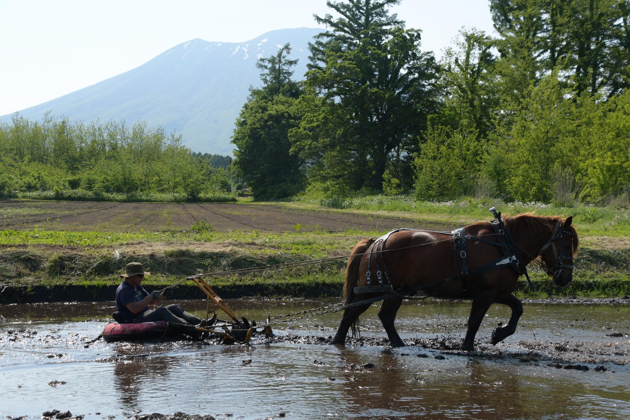 岩手山も見守る中の作業