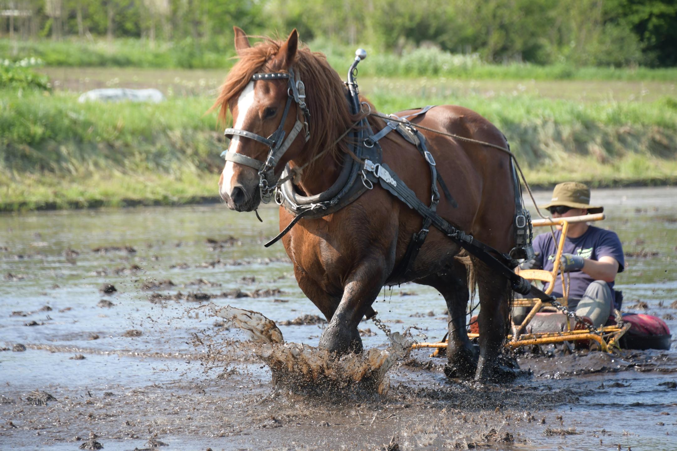 馬コによる代かき