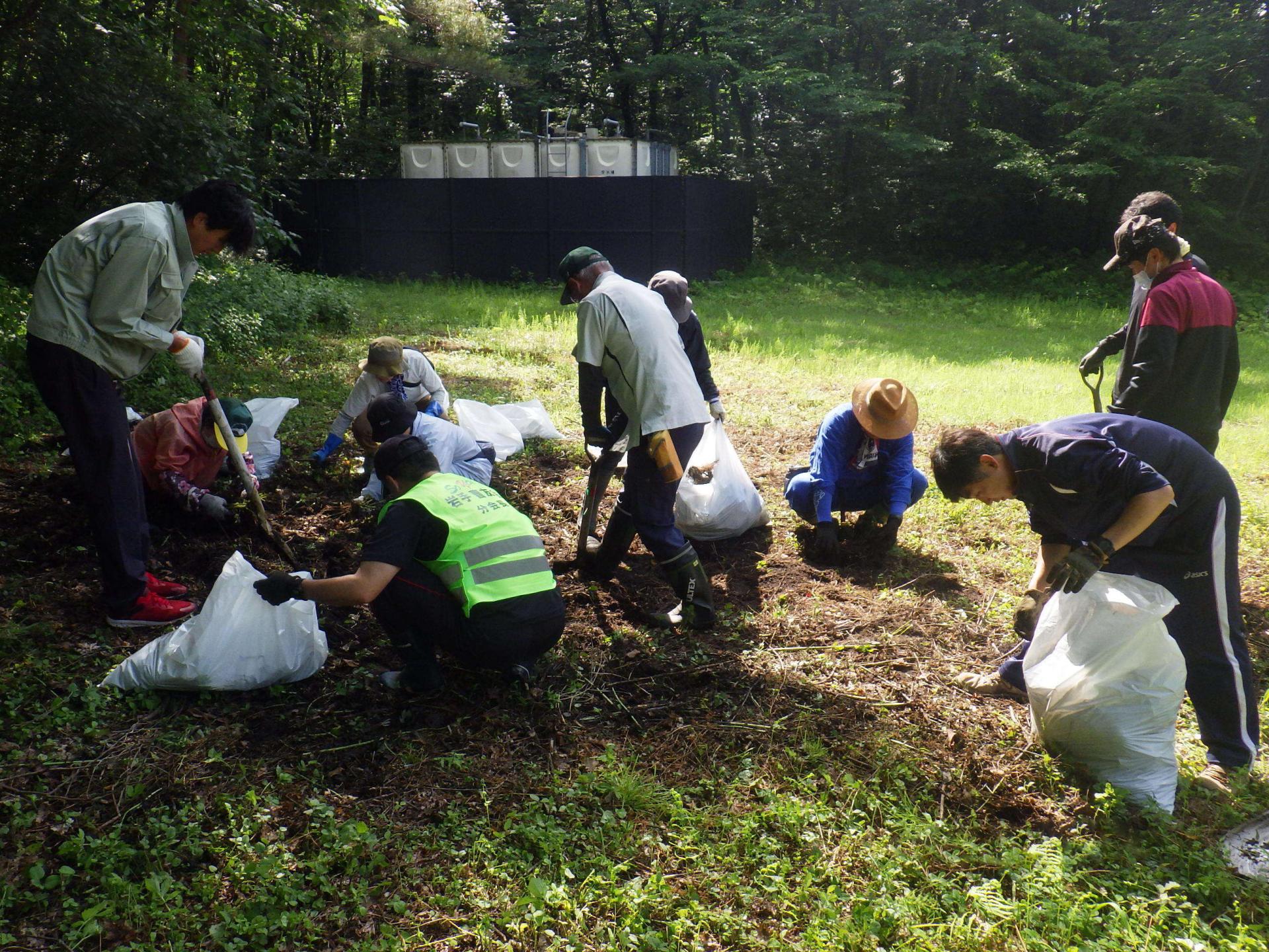 オオハンゴンソウ駆除の様子