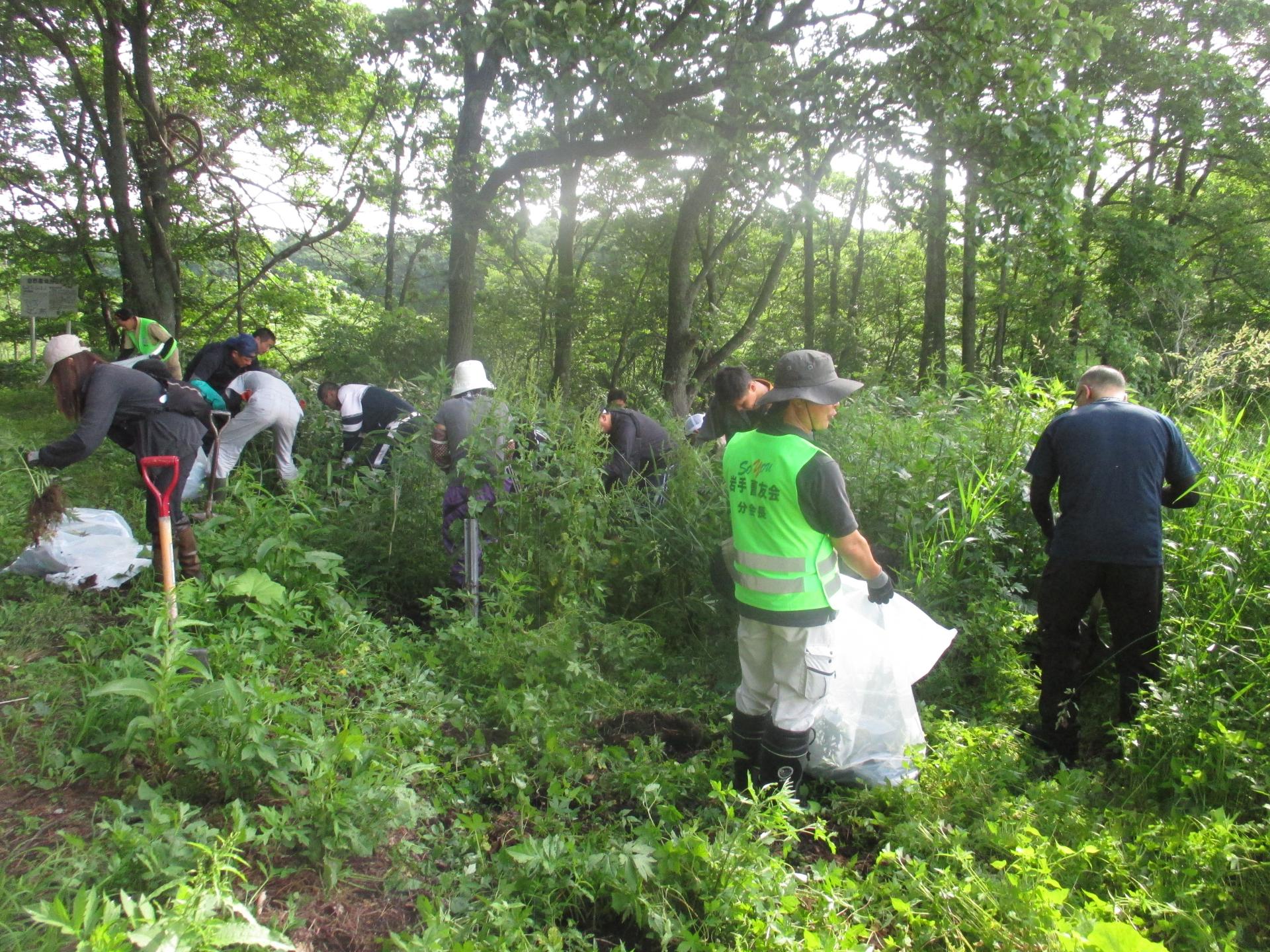 オオハンゴンソウ駆除の様子②