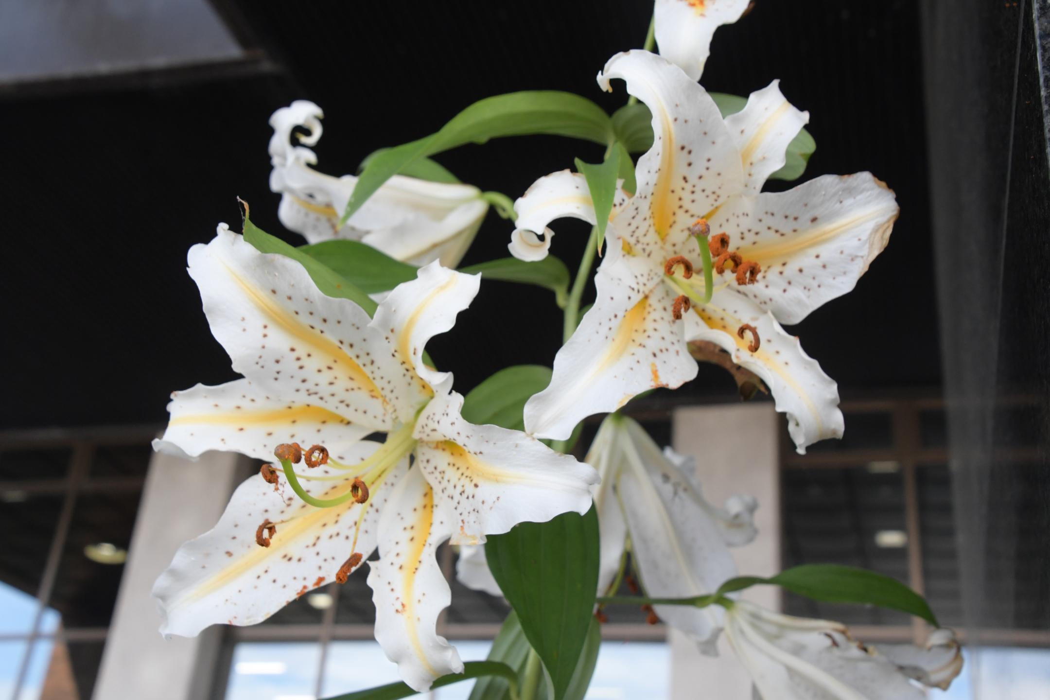 大坪昇さんより寄贈～市の花ヤマユリ華やかにのカバー写真