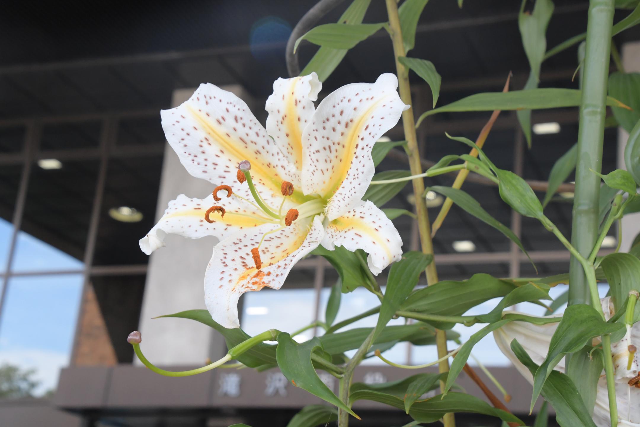 寄贈されたヤマユリ