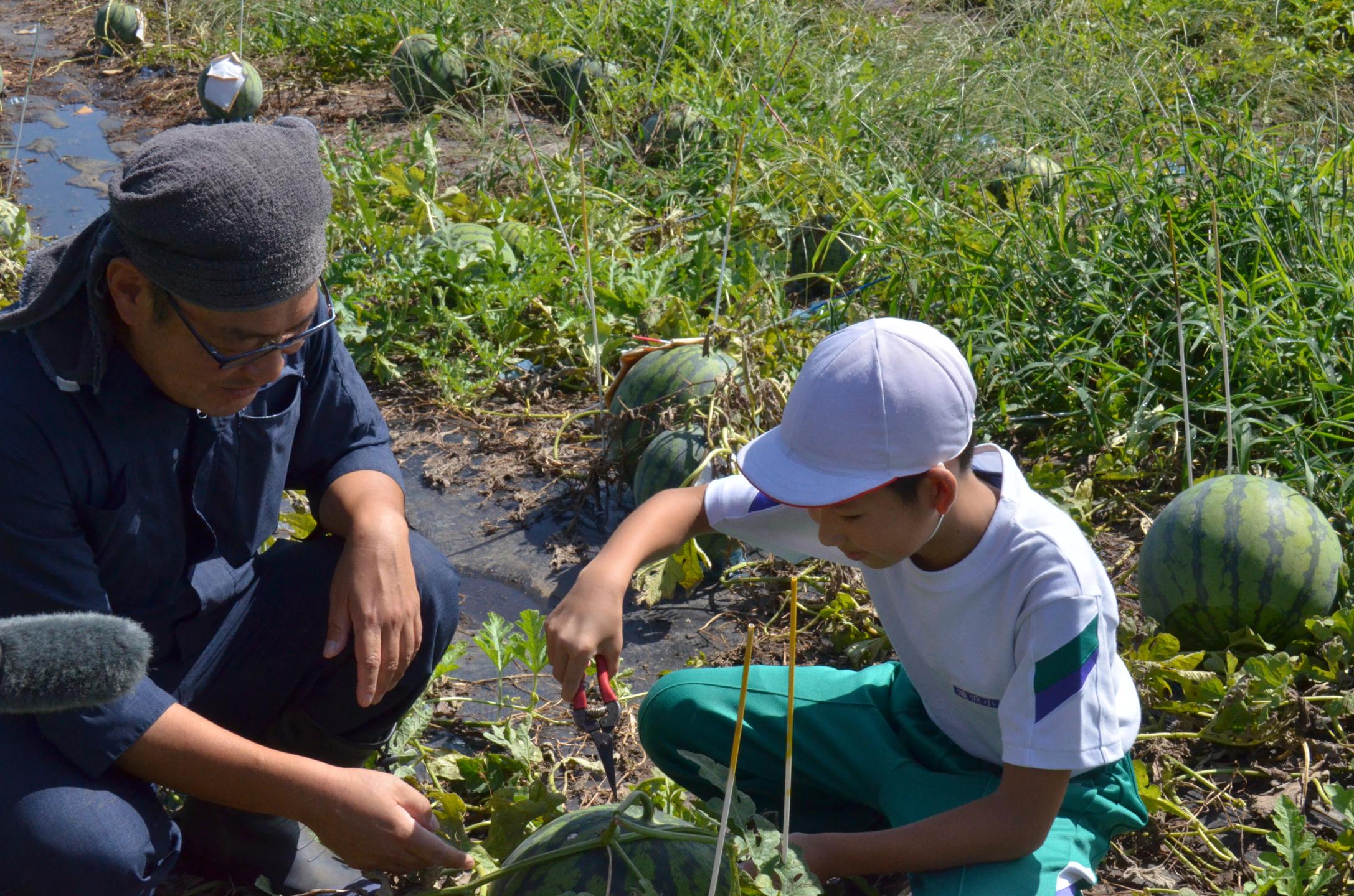 収穫のためスイカのつるにはさみを入れる児童