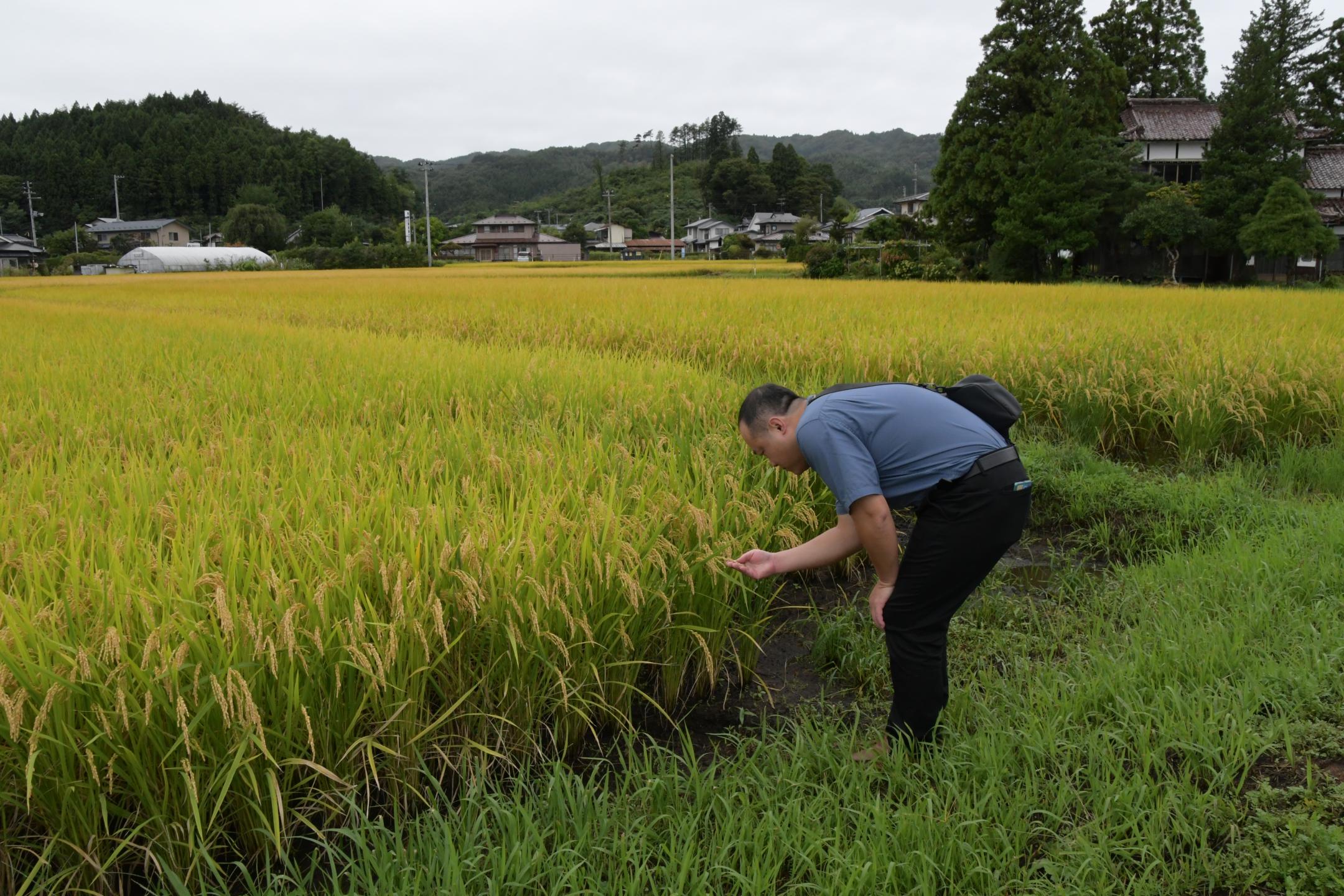 稲の生育状況を確認