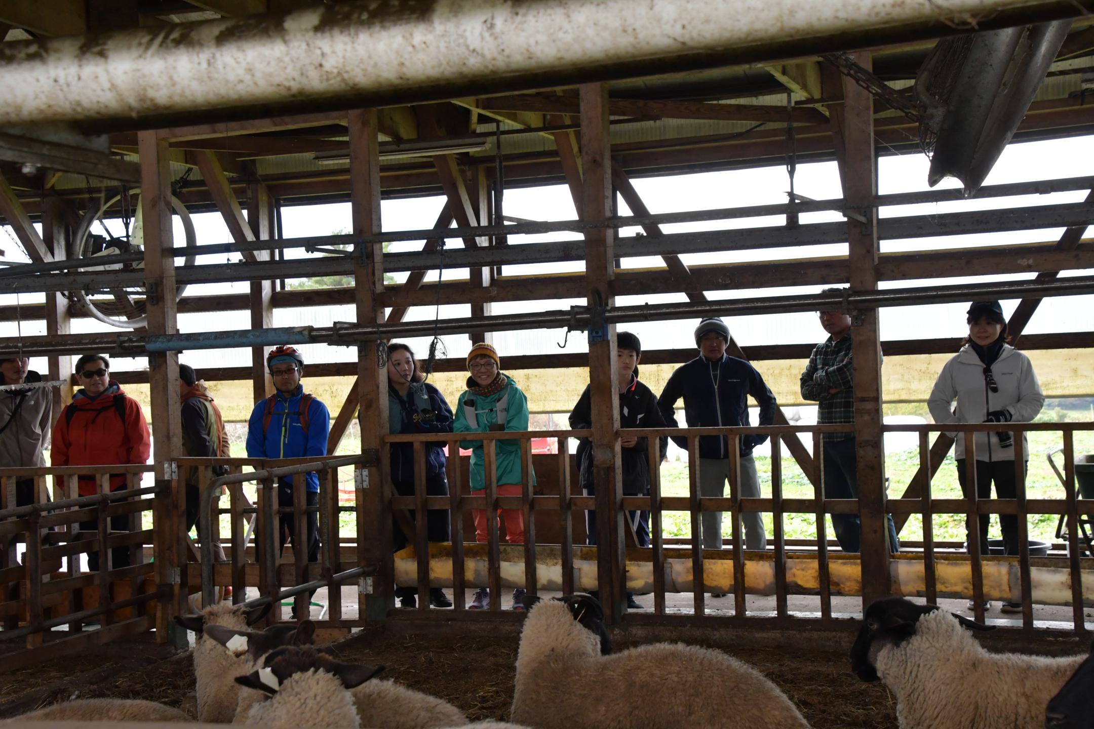 羊を見学する参加者