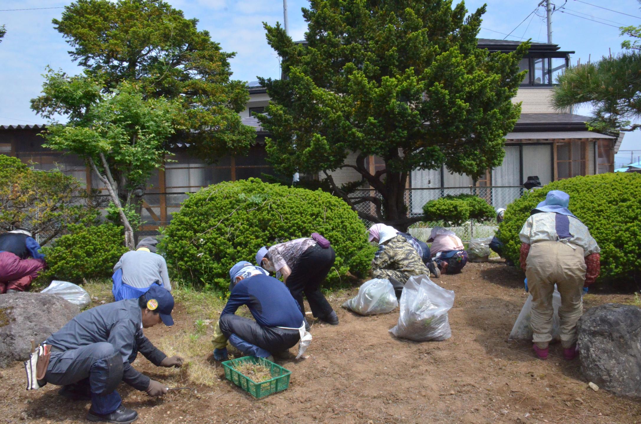 草取り作業をする会員の皆さん