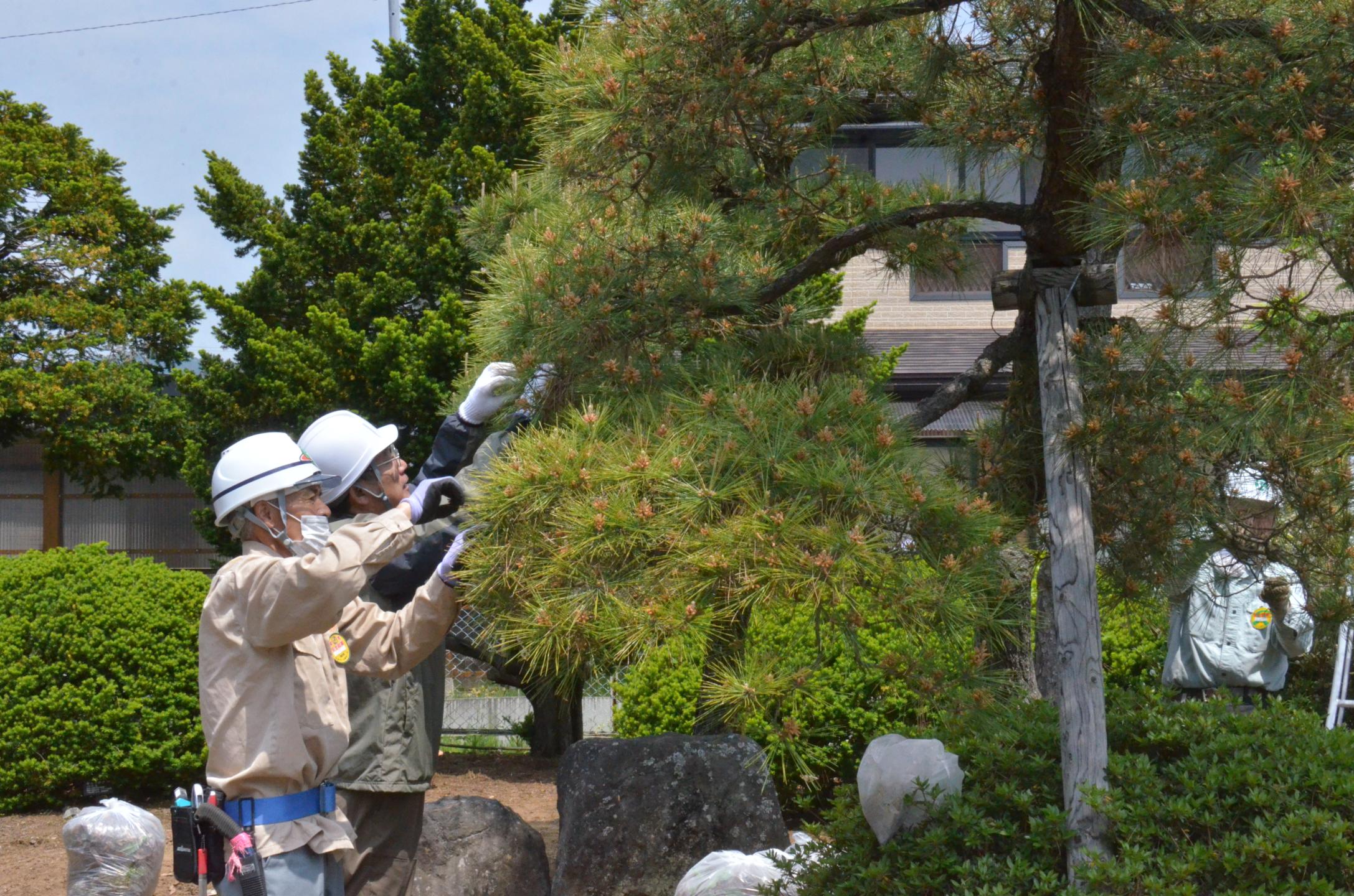 剪定作業を進める会員の皆さん