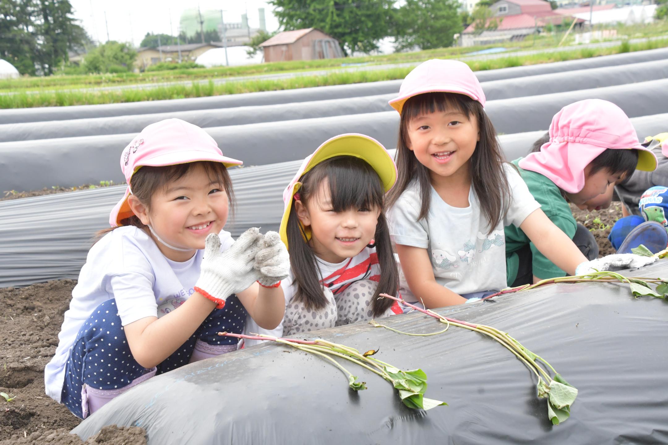 滝沢かんしょを定植～元村保育園児が農業体験のカバー写真