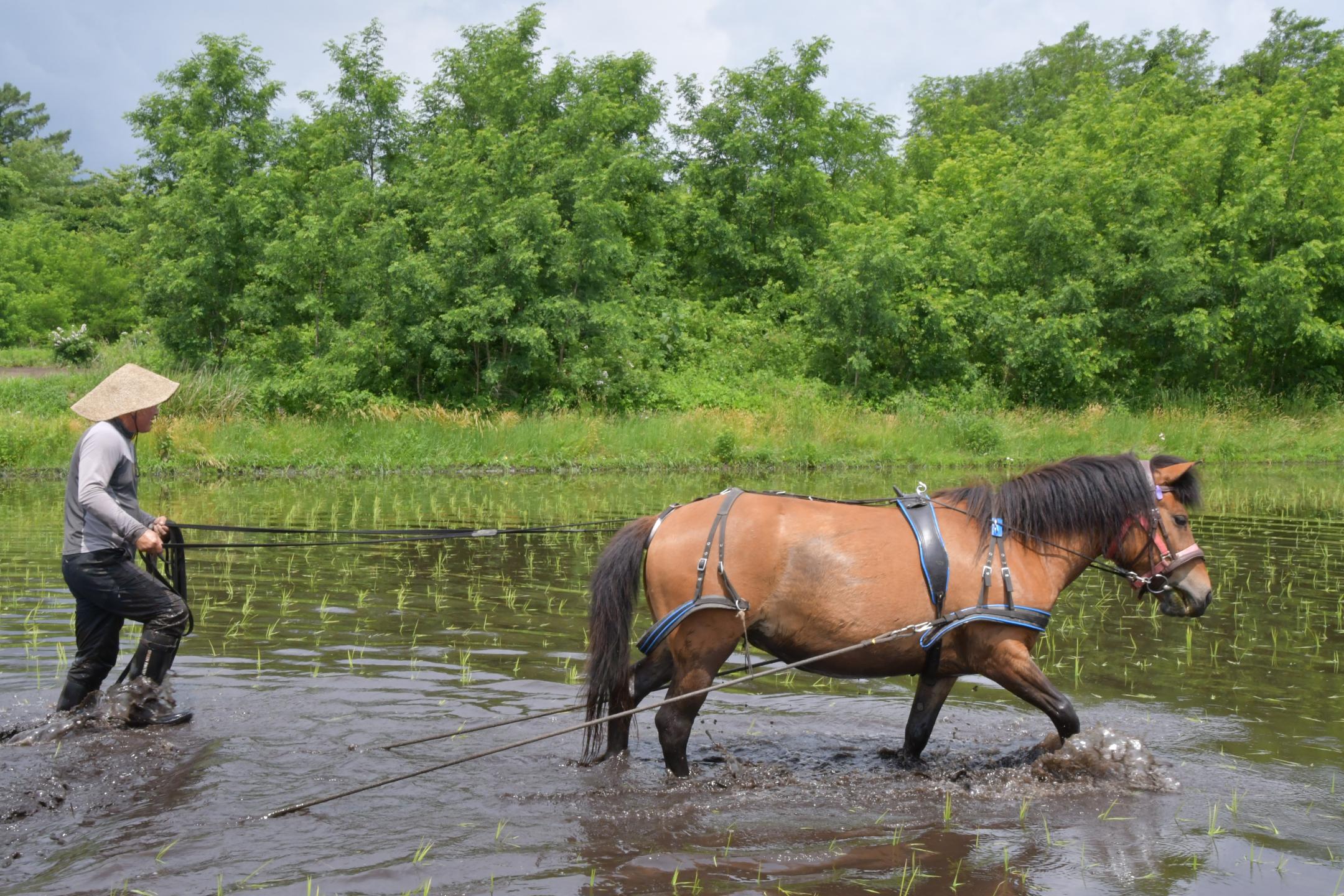 水田の中を進む馬