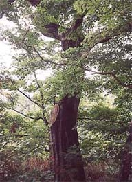 （写真）山神神社のクリ